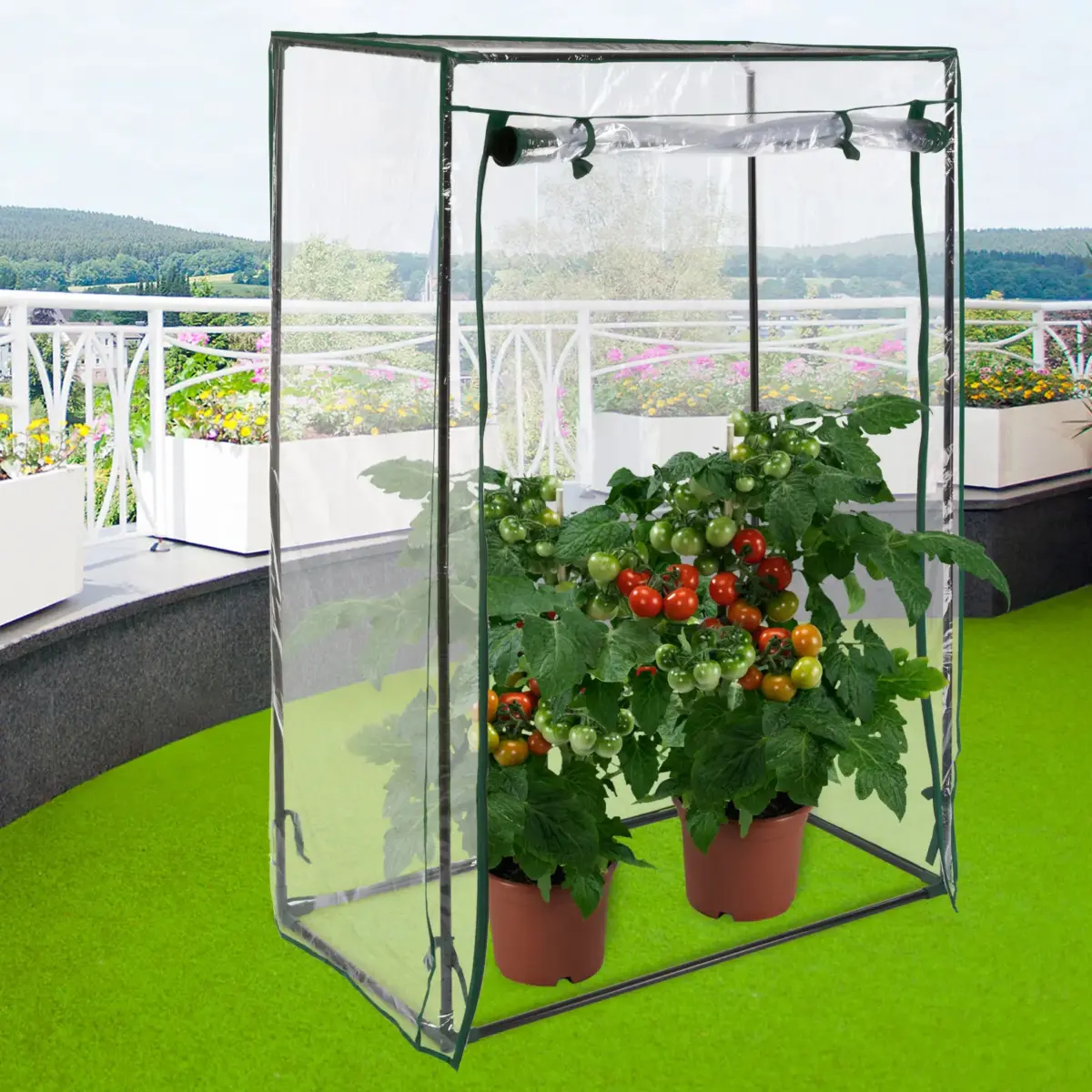 tomatenbeet1